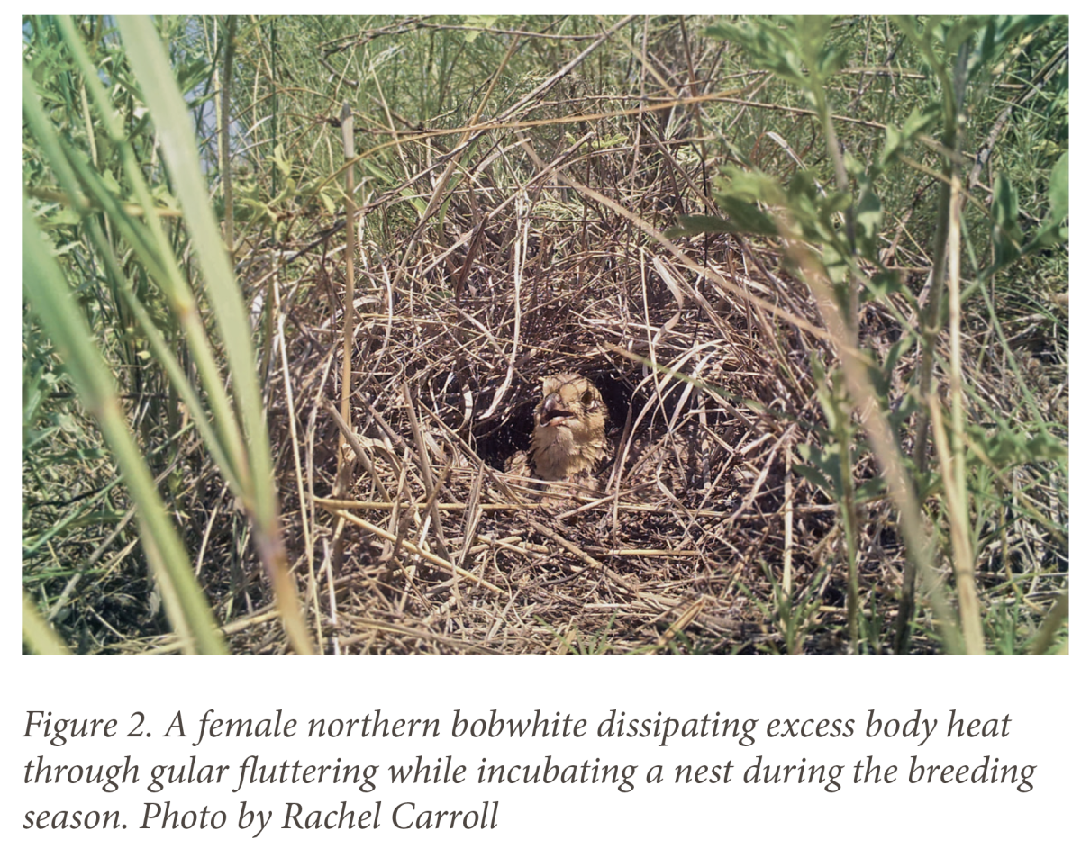 Bobwhite Quail Nesting Habits
